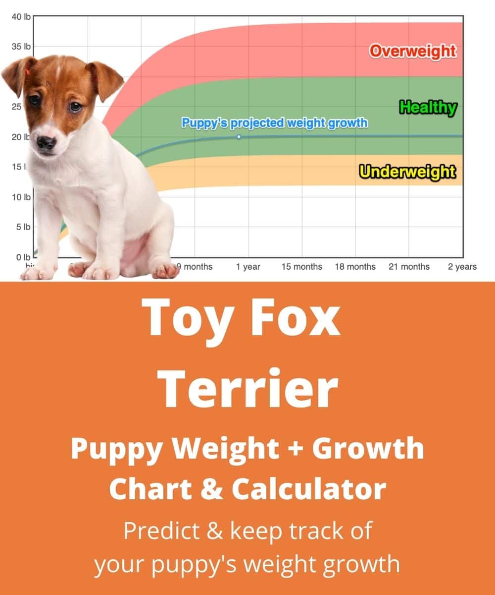 toy-fox-terrier Puppy Weight Growth Chart